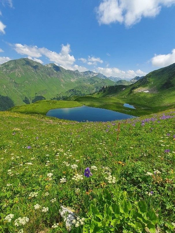 Альпийские луга
